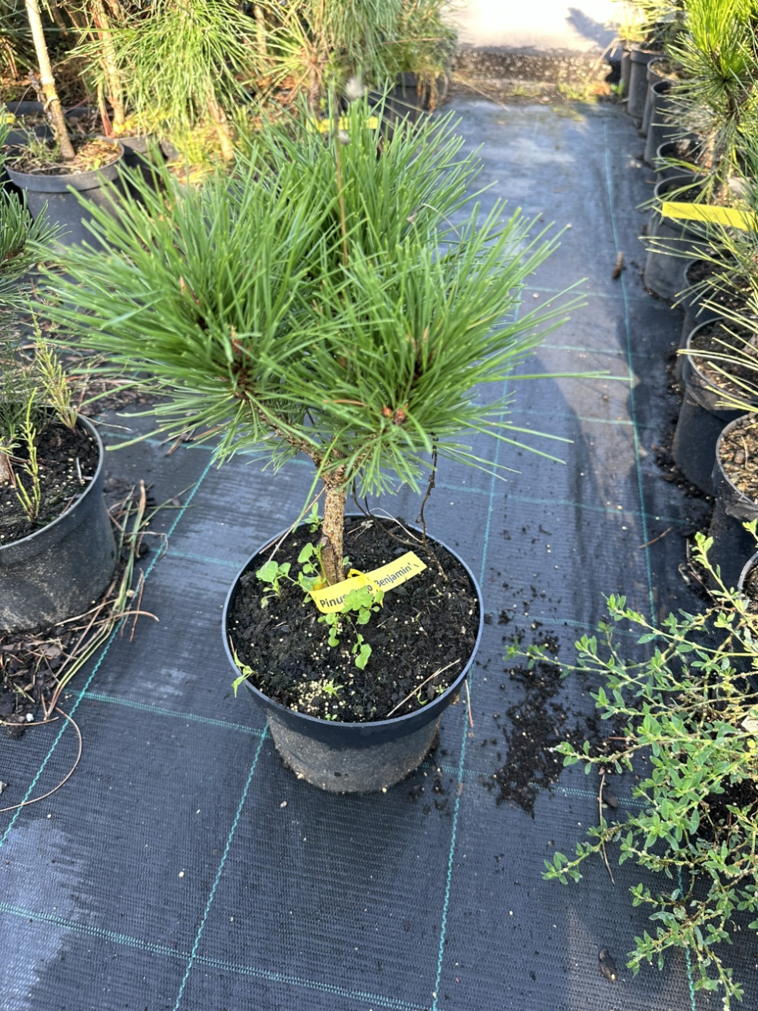 Сосна горная Бенджамин